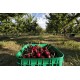 Red Cherries Red Cherries